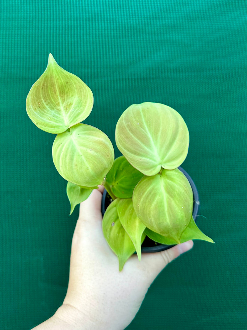 Philodendron Camposportoanum