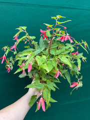 Begonia ‘Bossa Nova’ (Pink Flower)