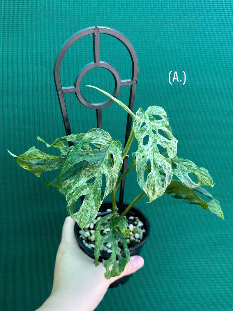 Monstera ‘Adansonii’ Mottled Variegation NEW