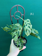 Monstera ‘Adansonii’ Mottled Variegation NEW