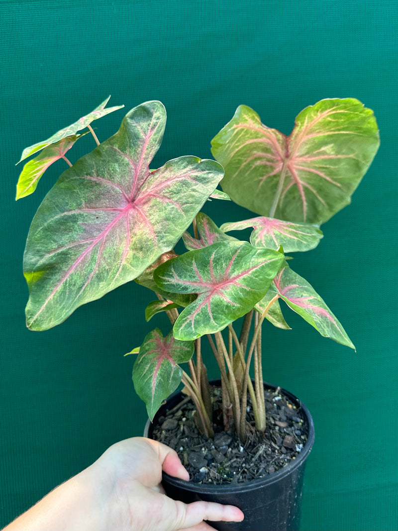 Caladium NOID 4 NEW