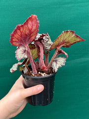 Begonia NOID 37