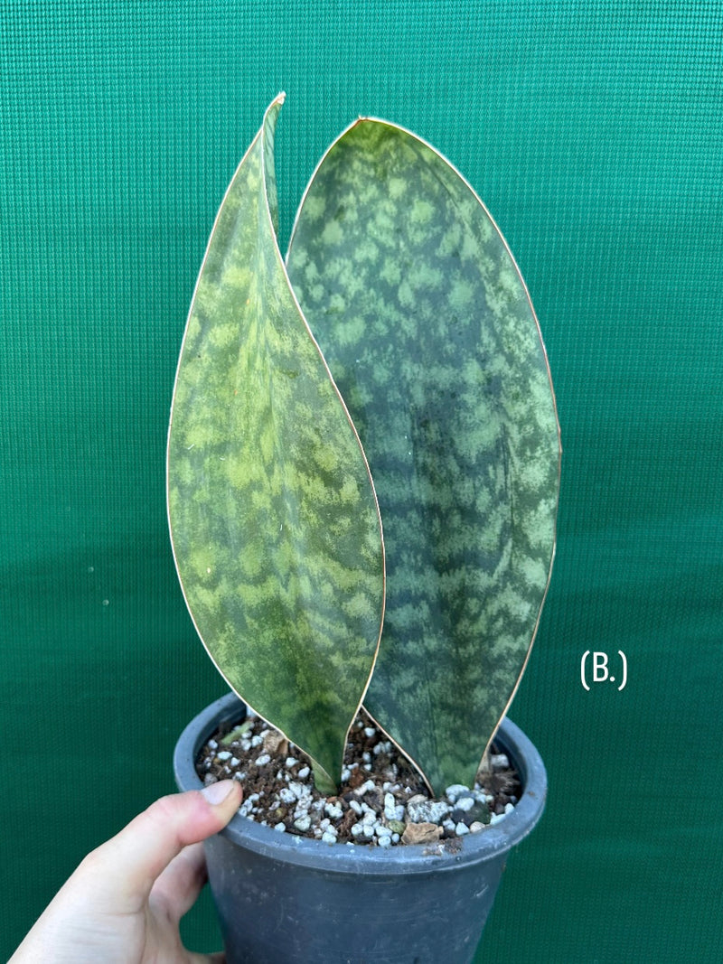congo sansevieria Sansevieria Masoniana 'Mason's Congo Paddle'