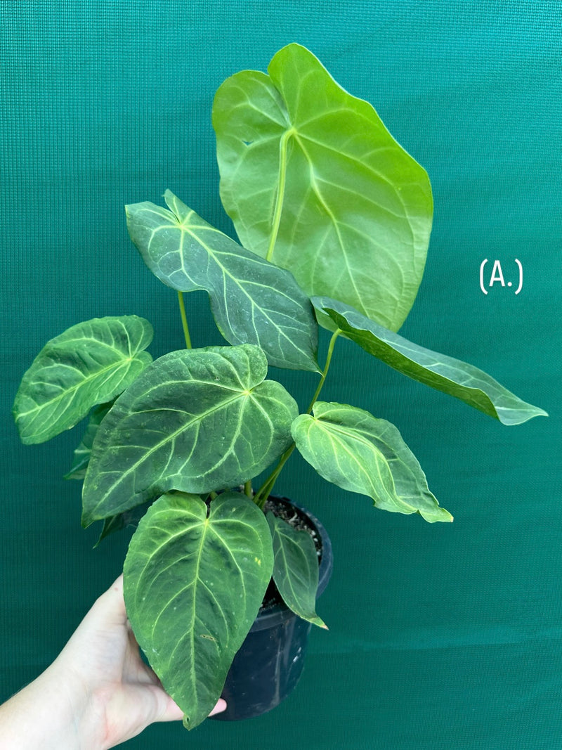 Anthurium ‘Magnificum’ NEW