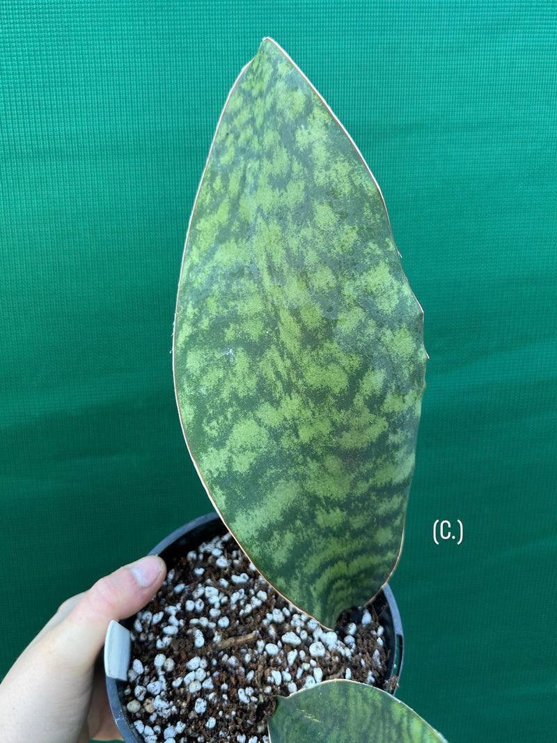 Sansevieria Masoniana ‘Mason’s Congo Paddle’ NEW