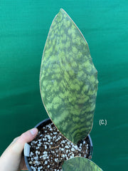 Sansevieria Masoniana ‘Mason’s Congo Paddle’ NEW