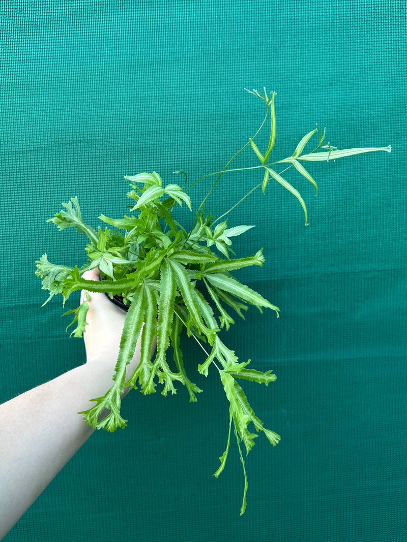 Pteris Fern Unknown 2