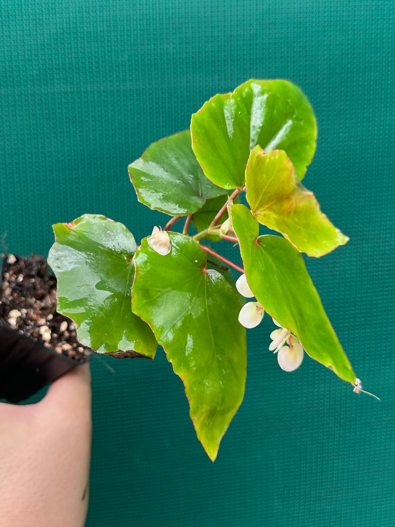 Begonia ‘Sachsen’
