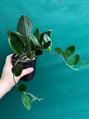 Schindapsus Treubii Dark Form