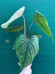 Philodendron sp Colombia NEW