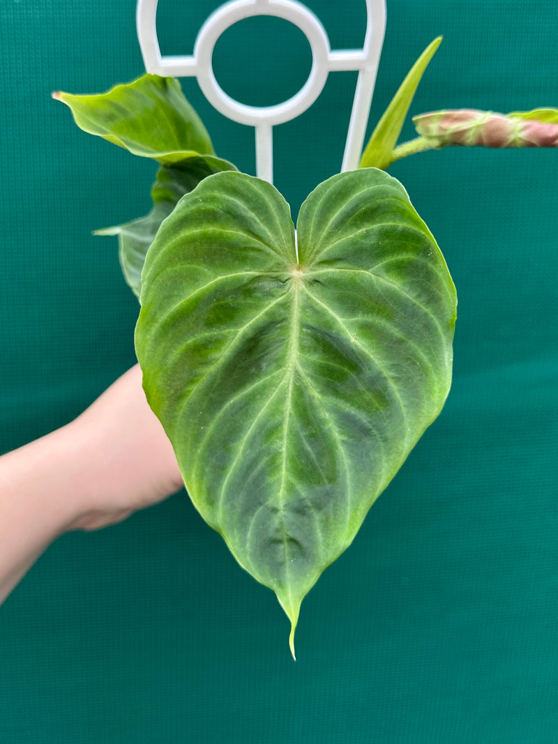 Philodendron Verrucosum NEW