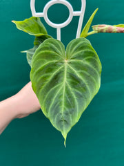 Philodendron Verrucosum NEW