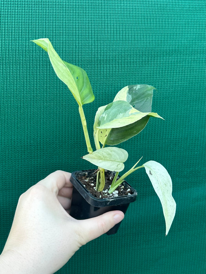 Monstera ‘Laniata      Variegata Mint’