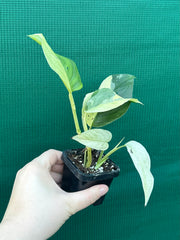 Monstera ‘Laniata      Variegata Mint’