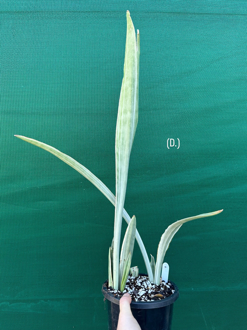 Sansevieria ‘Siam Silver’ NEW