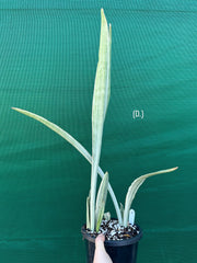 Sansevieria ‘Siam Silver’ NEW