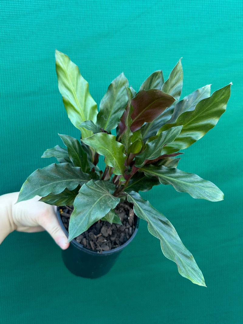 Calathea rufibarba NEW