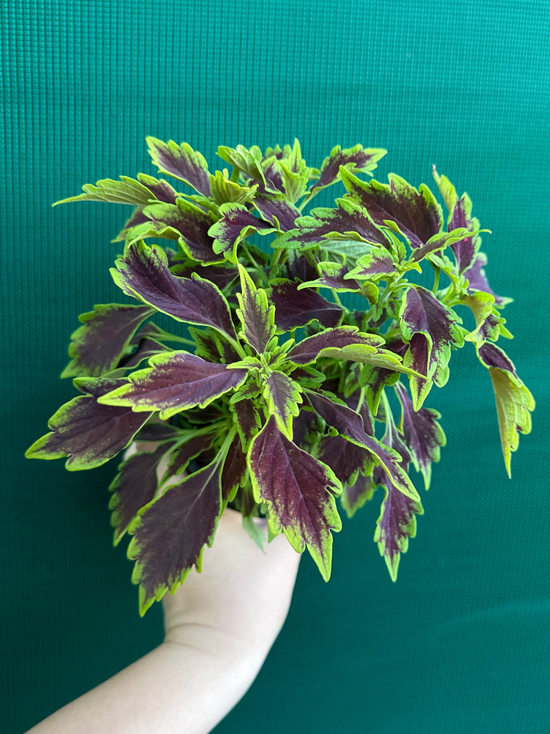 Coleus NOID 8
