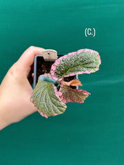 Begonia fulvovillosa (U012) NEW