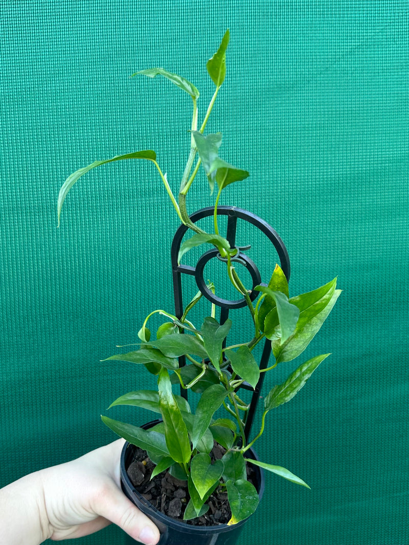 Epipremnum Pinnatum ‘Skeleton Key’ NEW