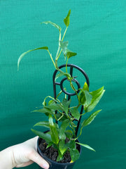 Epipremnum Pinnatum ‘Skeleton Key’ NEW