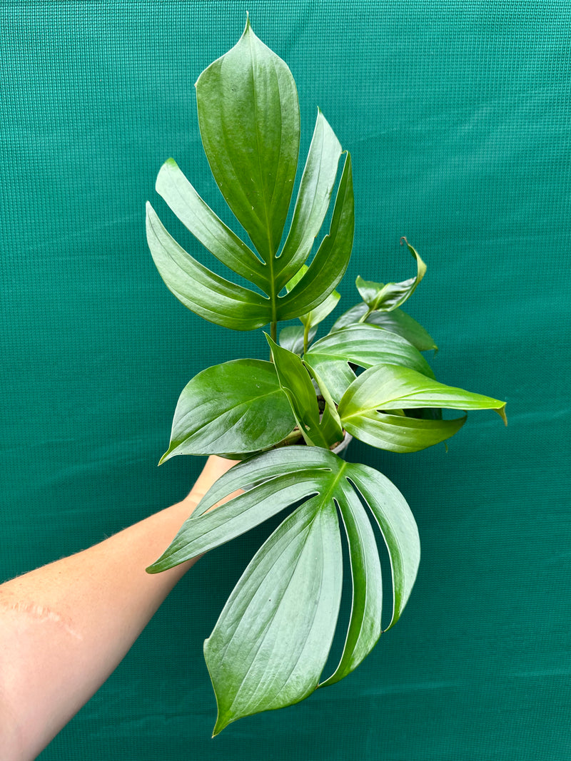 Epipremnum ‘Dragons Tail’
