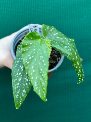 Begonia ‘Rosie'