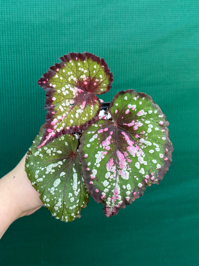 Begonia NOID 3 NEW
