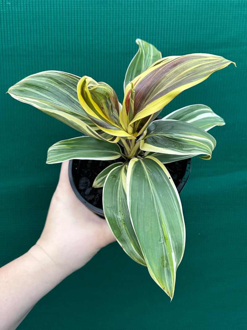 Cordyline fruticosa ‘Miss Andrea’ NEW