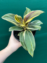 Cordyline fruticosa ‘Miss Andrea’ NEW