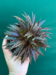 Dyckia
