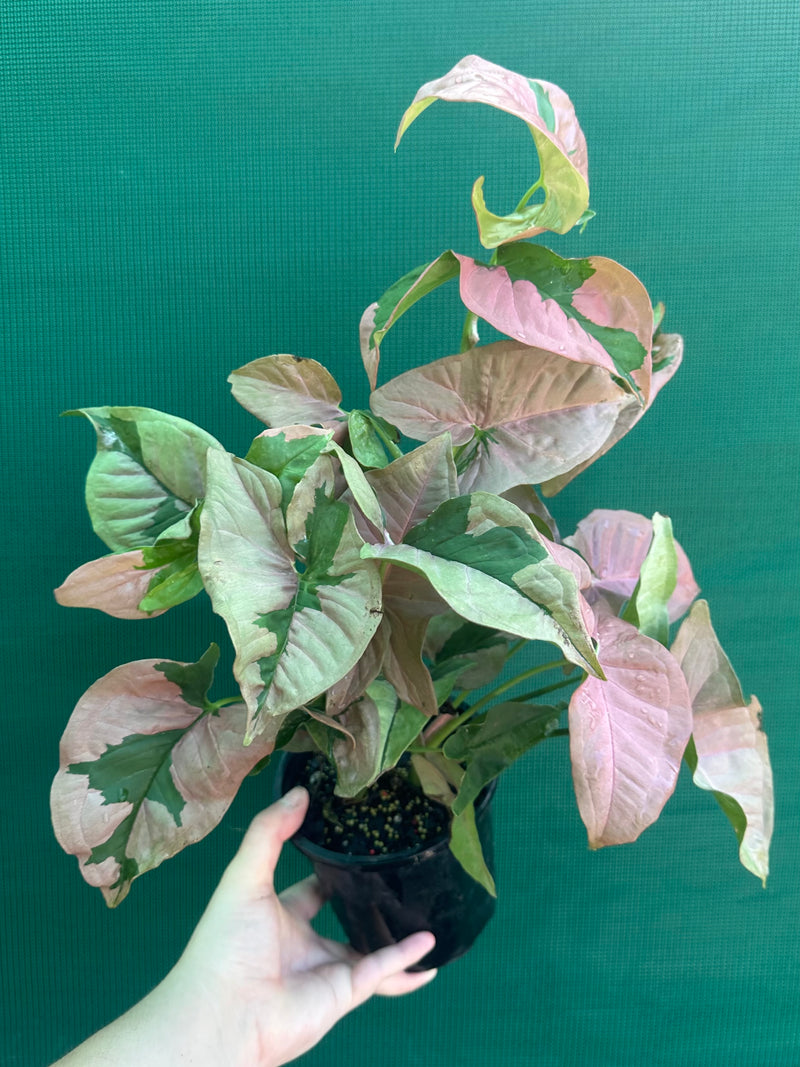 Syngonium ‘Beauty’