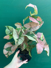 Syngonium ‘Beauty’