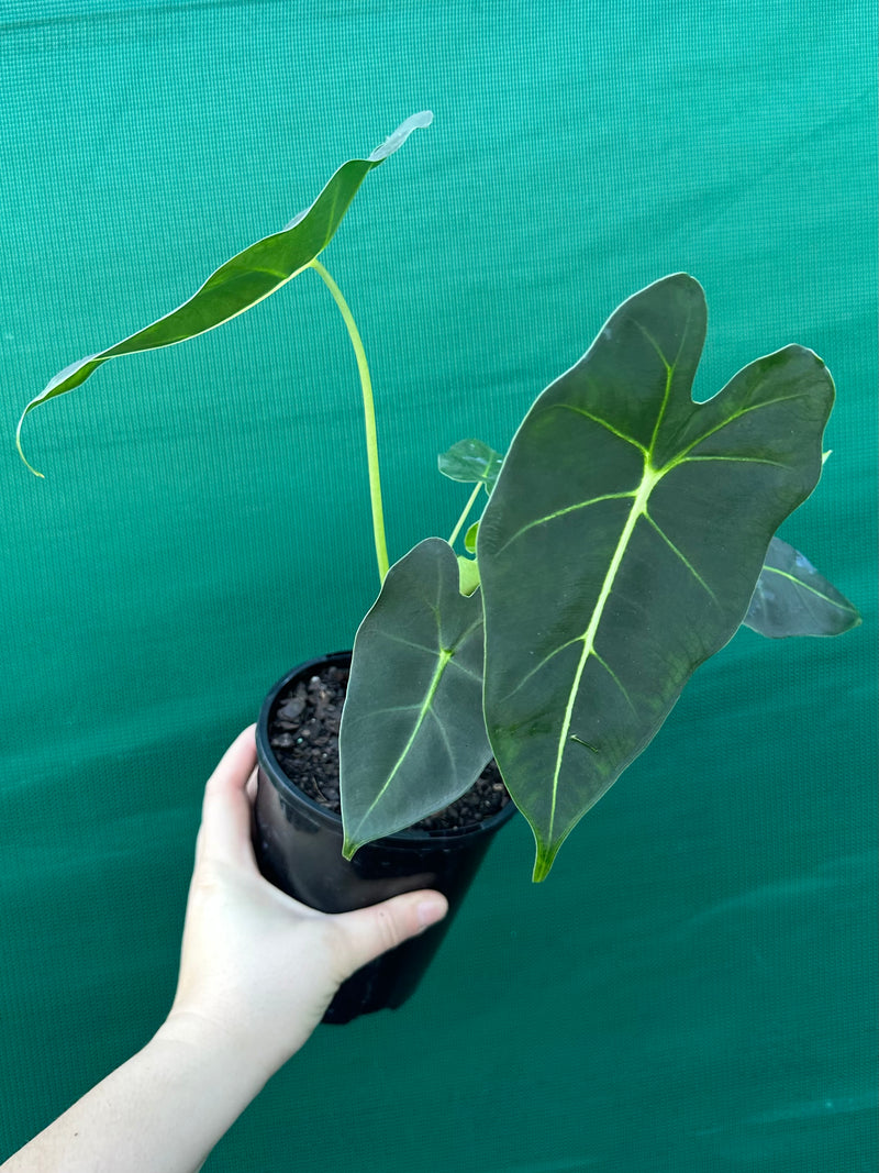 Alocasia ‘Green Velvet’