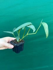 Epipremnum Pinnatum Cebu Blue