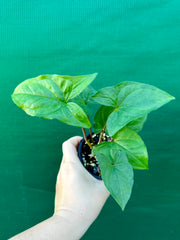 Syngonium 'Shamrock'