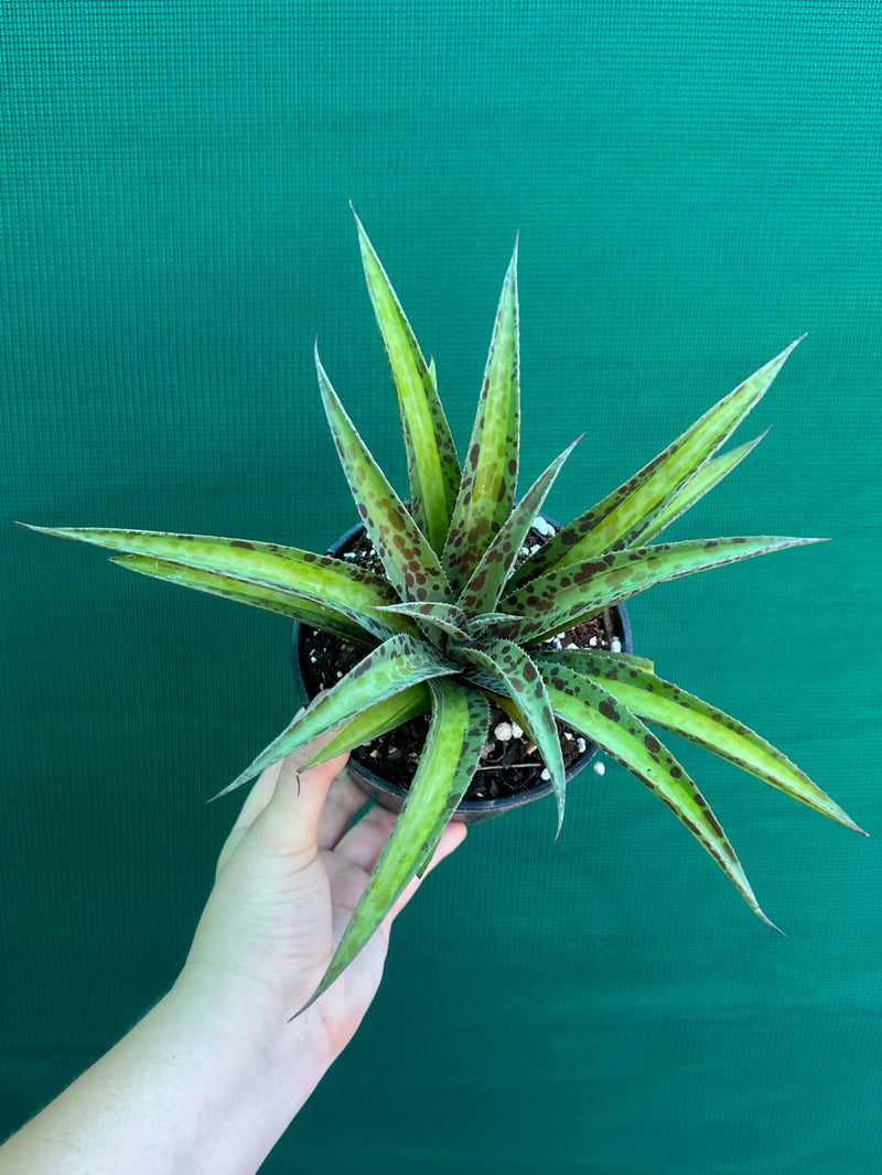 Agave ‘Summer Splice’ NEW