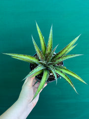 Agave ‘Summer Splice’ NEW