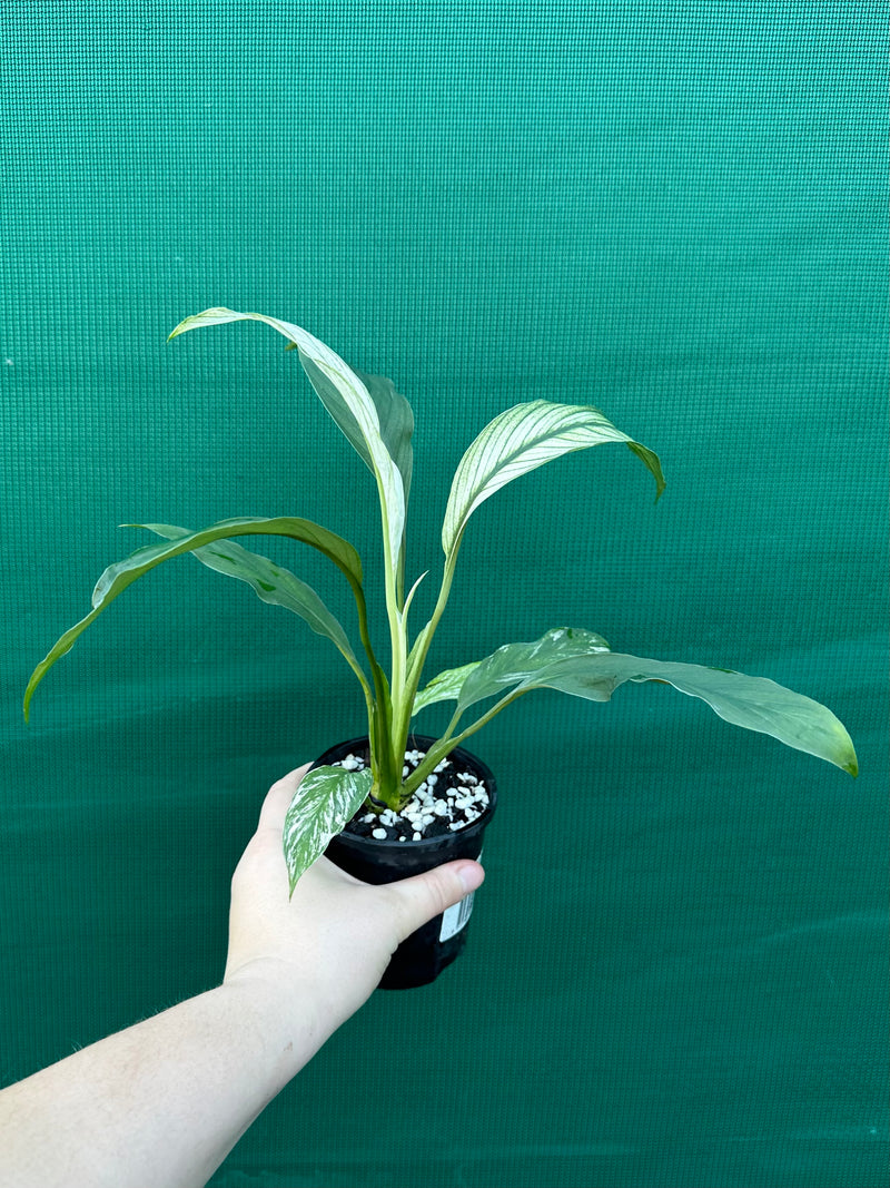 Spathiphyllum ‘Candle Light’