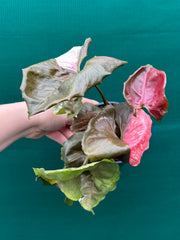 Syngonium 'Strawberry Ice’ NEW
