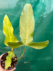Philodendron Mexicanum (NEW)