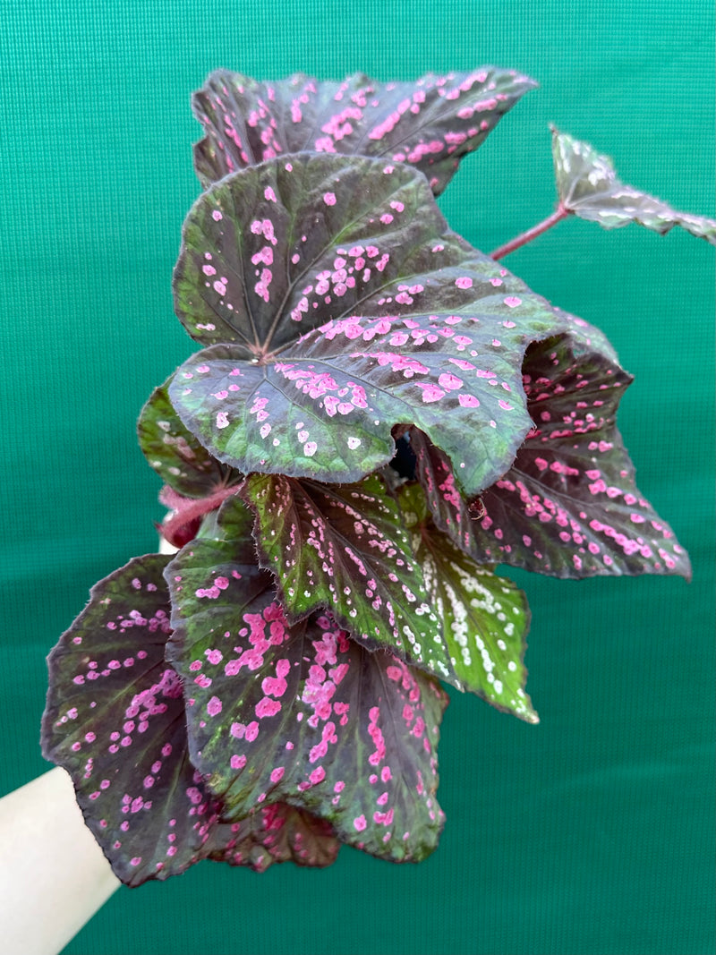 Begonia ‘Hot Pink Spotty’ NEW