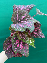 Begonia ‘Hot Pink Spotty’ NEW