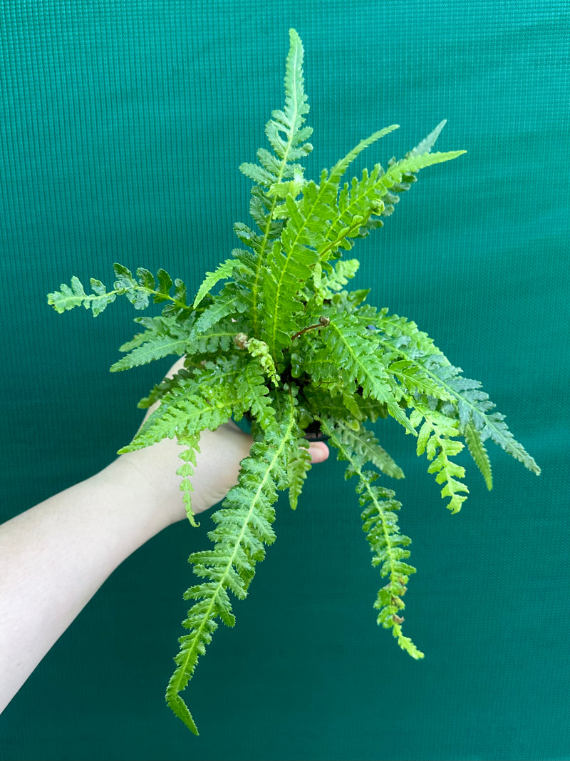Doodia aspera ‘Prickly Wrasp Fern’ NEW