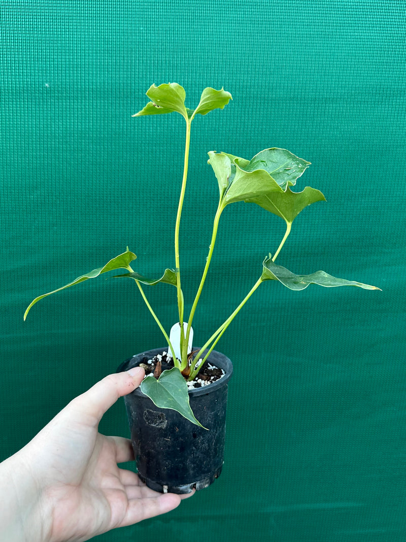 Anthurium ferrierense crisped