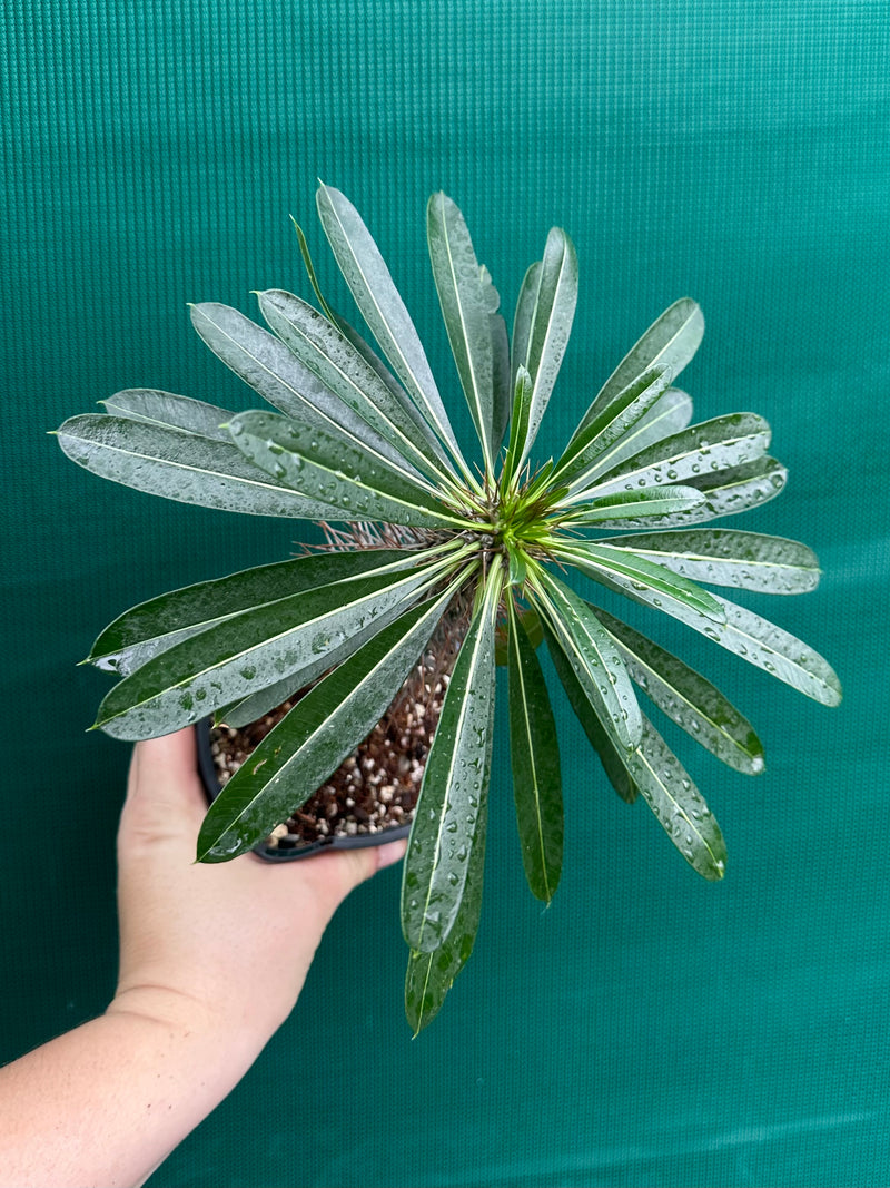 Pachypodium lamerei NEW