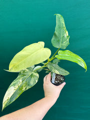 Philodendron ‘Domesticum Variegated’