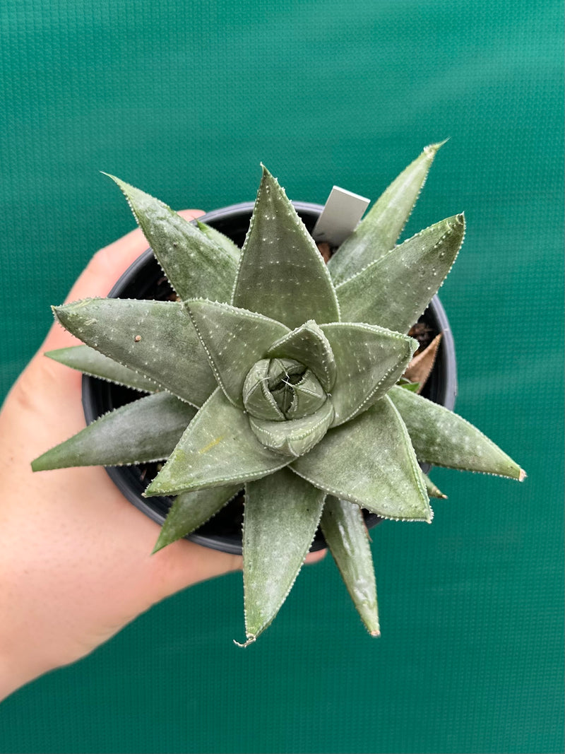 Gasteraloe ‘Gray Ghost’