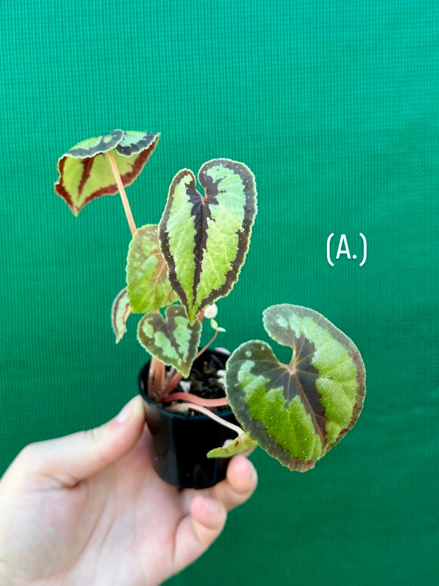 Begonia Dinhdui