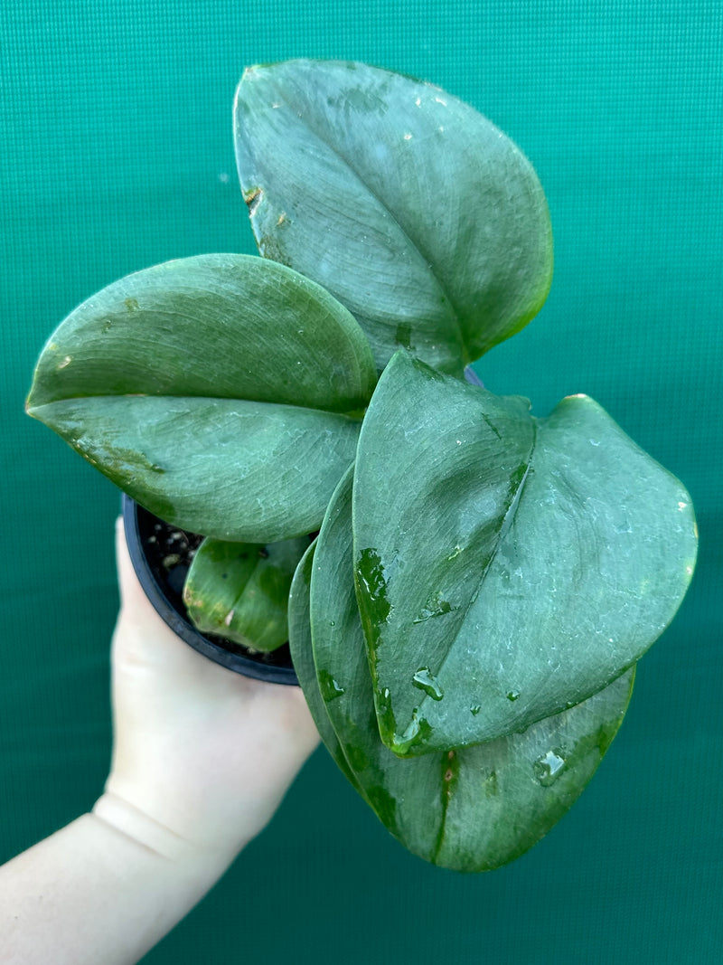 Schindapsus Treubii Moonlight Jade